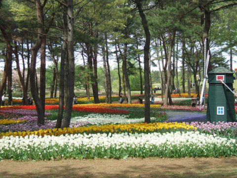 常陸海浜公園常陸海浜公園　１９．４．.jpg